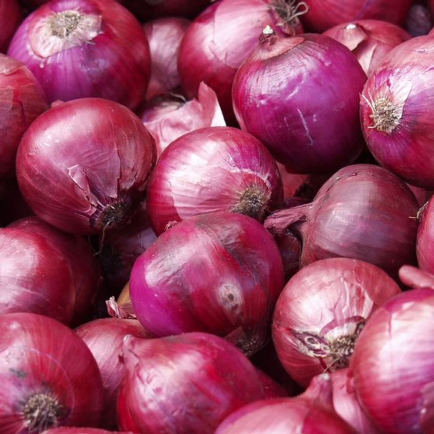 Cebolla morada (kilo)